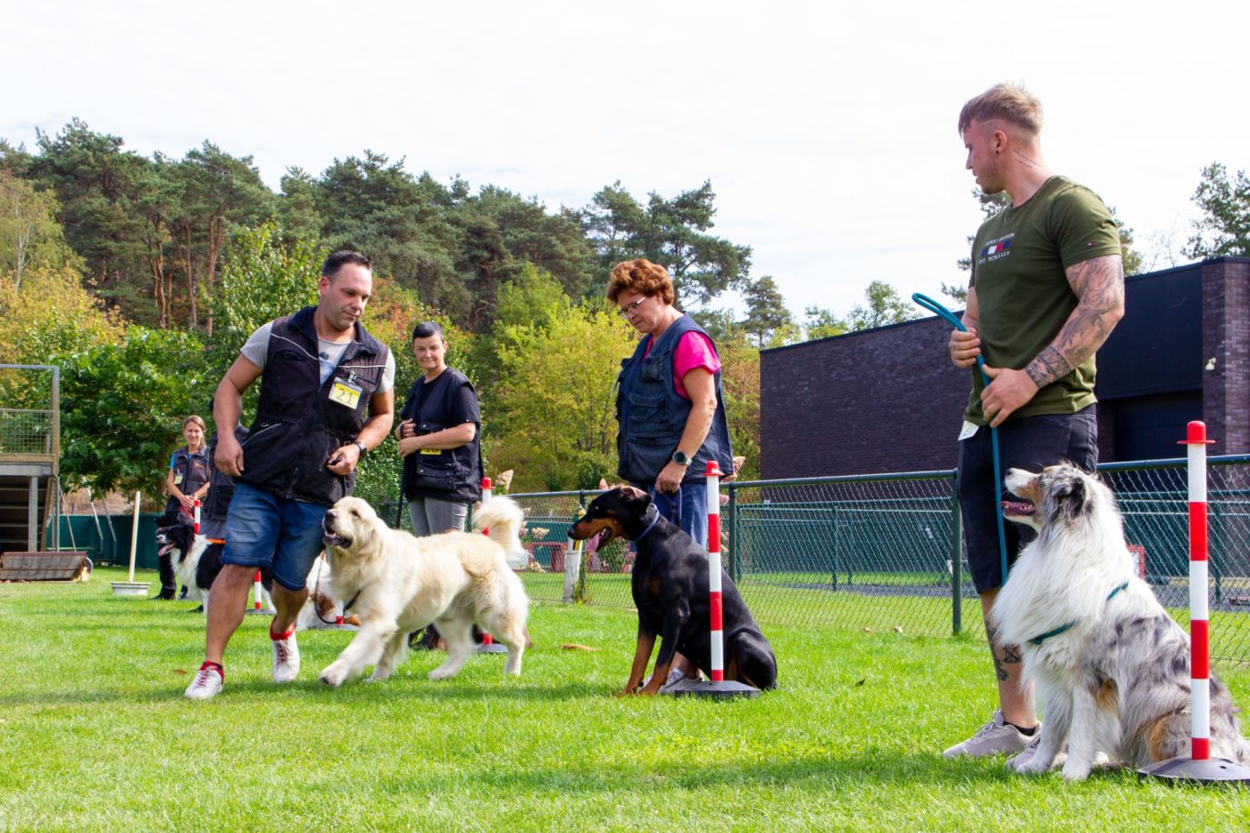 Flyball Lihos